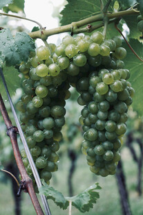 葡萄