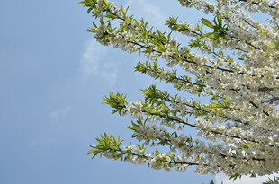 李子花蓝天映衬下的繁茂花枝