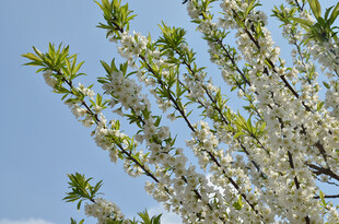 李子花枝头繁花绽绿意映蓝天