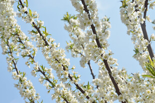 李子花枝头繁花绽