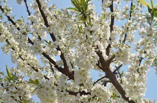 枝头繁花绽放的美丽景象