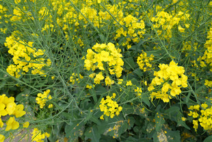 金黄灿烂的油菜花田