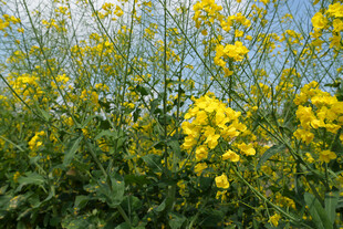 春日油菜花田美景