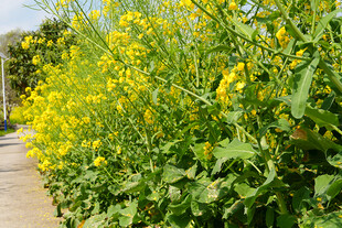 路边盛放的灿烂油菜花