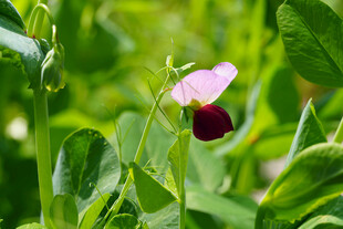 粉色豌豆花绽于绿叶间
