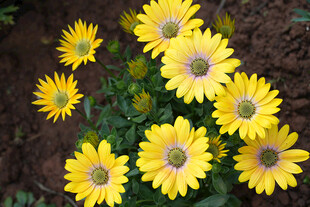 蓝目菊黄色雏菊绽放于泥土间