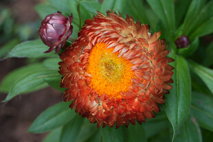 麦秆菊橙黄花朵绽绿叶间