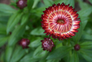 麦秆菊艳丽多彩的菊科花卉