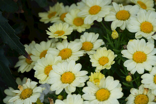 清新小白菊绽放