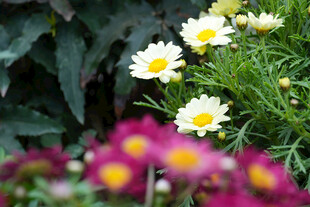 多彩花卉绽放的美丽瞬间