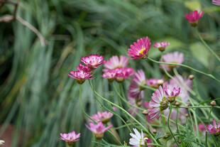 粉色小花盛开在草丛间