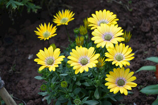 黄色雏菊绽放于绿叶间