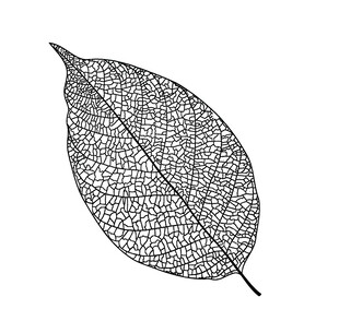 叶脉线条图