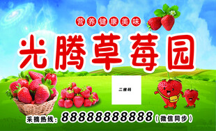 草莓采摘园