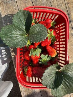 红篮中新鲜草莓带绿叶