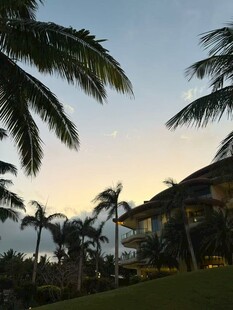 黄昏下的热带棕榈景观