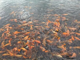 池塘中密集的多彩锦鲤