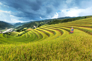 金黄梯田美景