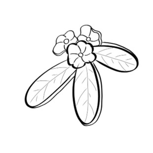 手绘花朵叶片图案