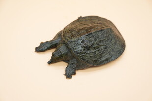 甲鱼苗