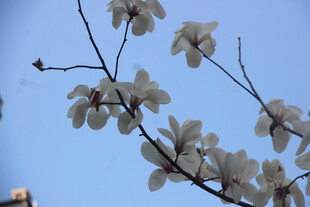 蓝天映衬下的玉兰花枝