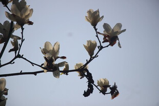 玉兰花枝俏立蓝天
