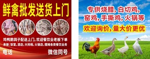 禽类批发 养鸡场