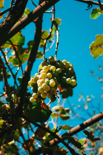 葡萄
