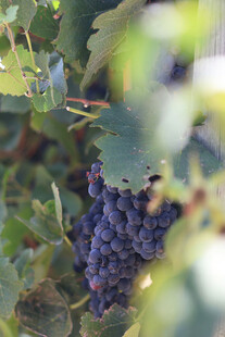 葡萄