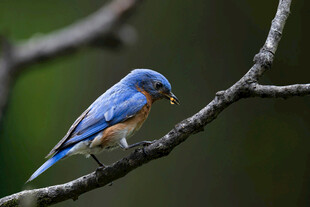 蓝鸟
