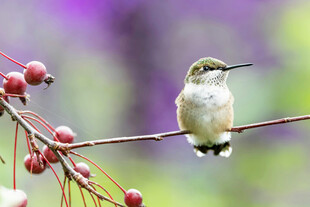 枝头蜂鸟