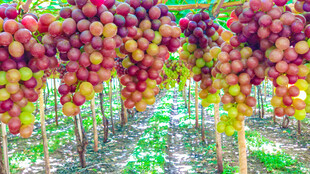 葡萄