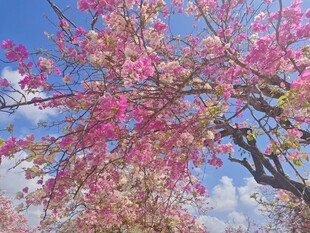 春日繁花满枝的绚烂景象