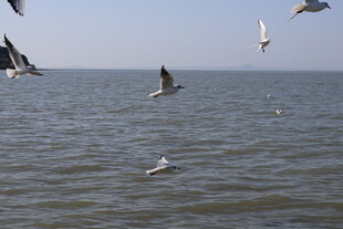 海面上飞翔的成群海鸥