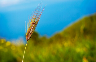 麦穗挺立的清新自然风景