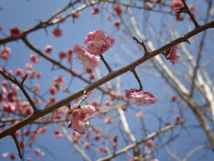 枝头绽放的粉嫩花朵