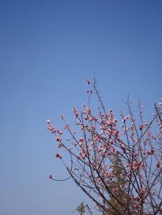 蓝天映衬下的粉嫩花枝