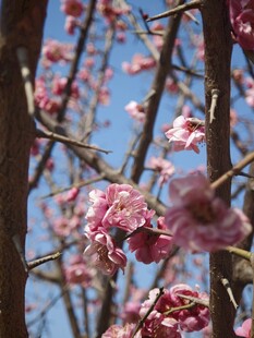 枝头绽放的粉嫩繁花