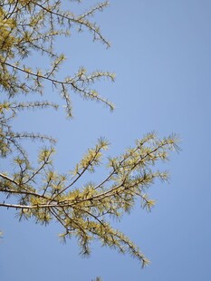 蓝天映衬下的嫩枝新芽