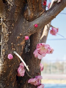 枝头绽放的粉嫩梅花