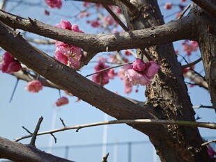 枝头绽放的粉嫩樱花
