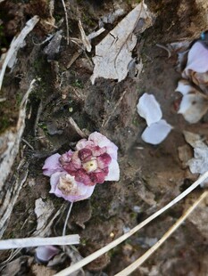 地面上的枯萎花瓣