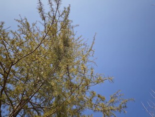 蓝天映衬下的繁茂树枝