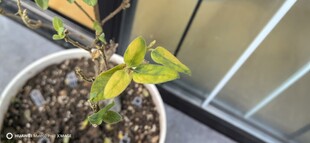 窗边盆栽绿植生机盎然