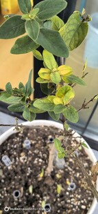 盆栽绿植幼苗生长景象
