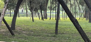 林间草地