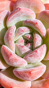 粉嫩多肉植物特写