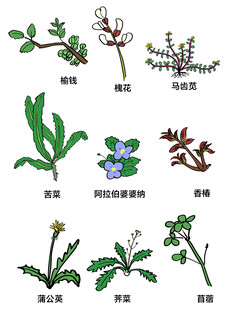 手绘野菜插画