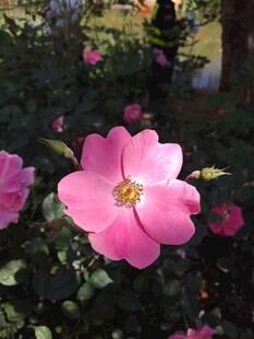 娇艳粉色蔷薇花绽放