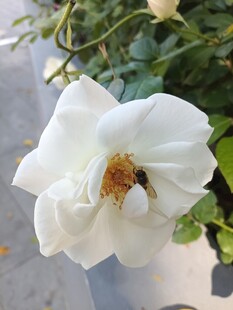 白蔷薇上的蜜蜂